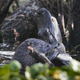 Illustration for article titled Its A Bad Week To Be a Crocodilian